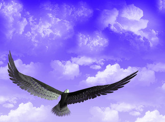 Aquila tra le nuvole