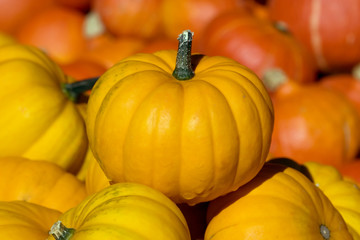Colorful pumpkin collection (Autumn 2008, Juckerfarmart, Zurich)