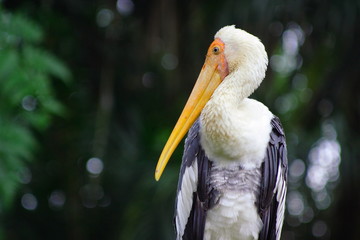 Yellow Stork Bird