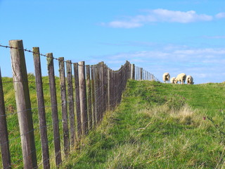 Sheep And Grassland