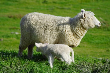 Sheep And Grassland