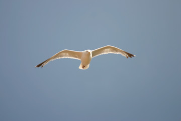 mouette en vol