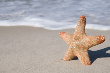 starfish on sandy beach