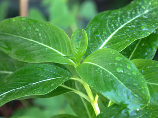 catharanthus roseus, plante médicinale