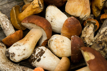 Texture their mushrooms. The reaped crop.