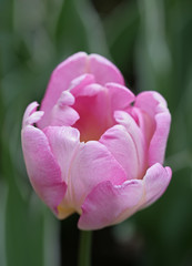 Pink tulip on a green background with copy space