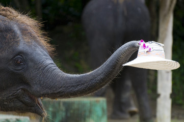 Elephanteau et chapeau