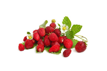 Wild strawberries plant with green leaves