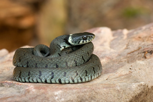 Ringelnatter beim Sonnenbad
