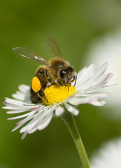 Bee on Flower 4
