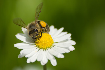 Bee on Flower 2