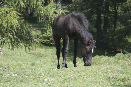 Cavallo