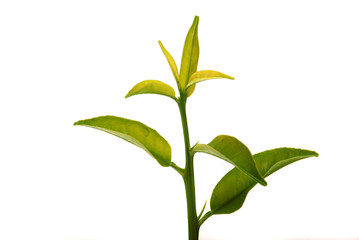 Fresh lemon leaves on isolated white background