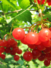 red viburnum berry with green leaves close-up