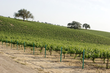 Fototapeta na wymiar Beautiful green California vineyard landscape
