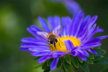 Blue daisy with bee on it.
