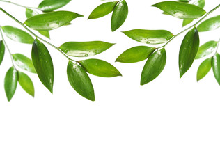 blank with green leaf