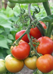 Tomate - Solanum lycopersicum