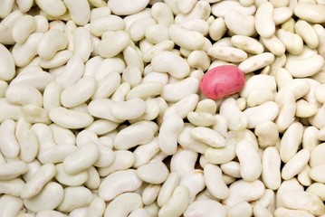 One purple bean among many white beans