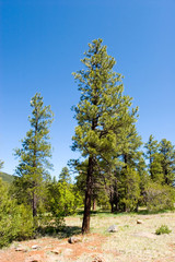 Obraz premium Scenic pine trees in the forest