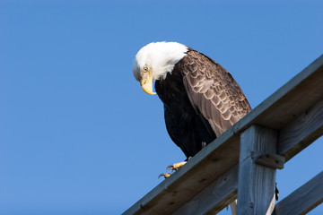 American eagle with blue sky copyspace