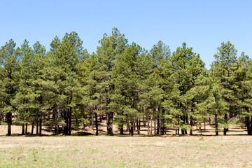 Fototapeta na wymiar Scenic pine trees in the forest