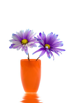 Purple Color Daisy On White Background