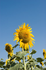 Beautiful sunflowers during summer season