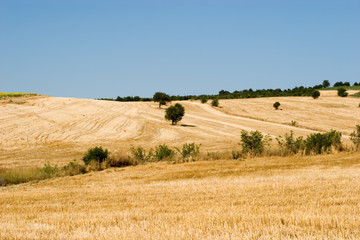 Fototapeta premium Farm fields during summer season