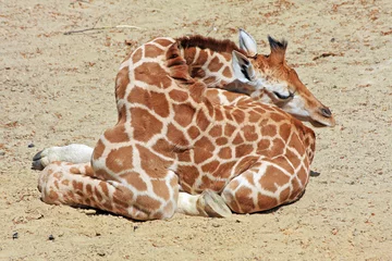 Foto op Plexiglas Giraf Giraffe