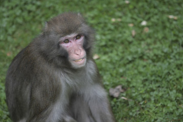 Fototapeta premium singe sourire