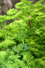 Green Parsley Herb