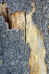 Broken Bark