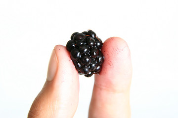 Hand Holding a Fresh Blackberry