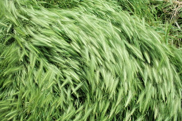 Series of the texture (wind on green grass 2)