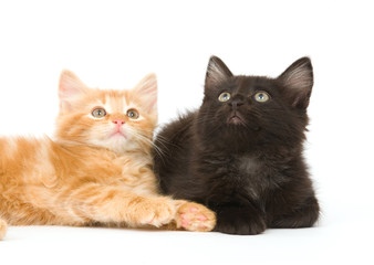 A yellow and black kitten sitting next to each other