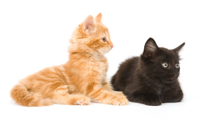 A yellow and black kitten sitting next to each other