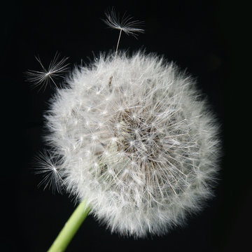 Fluffy dandelion with seeds flying out closeup on black