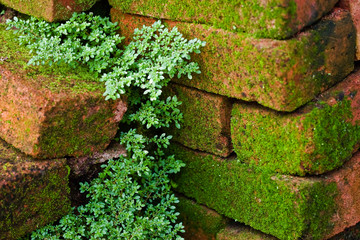 Moss covered bricks