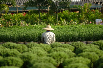 Horticulteur dans le delta du Mékong