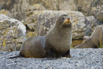 Naklejka premium Seal with a concerned look on its face