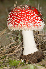 forest very handsome guy