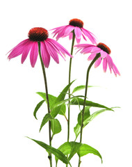 Fototapeta premium Blooming medicinal herb echinacea purpurea or coneflower
