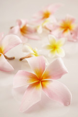 Obraz na płótnie Canvas Pink frangipani (Plumeria rubra) flower