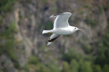 mouette