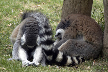 pair of lemurs taking midday nap