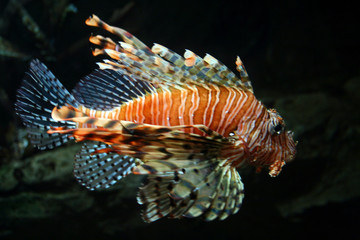 Fototapeta na wymiar colorful tropical fish.