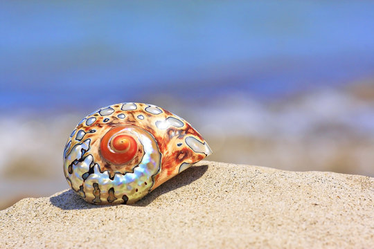 colorful shell on sandy tropical beach