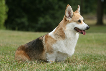 welsh corgi aux aguets