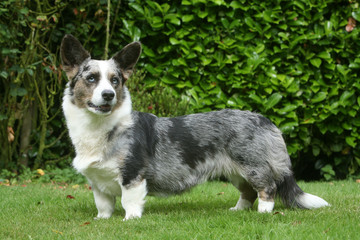 welsh corgi pensif